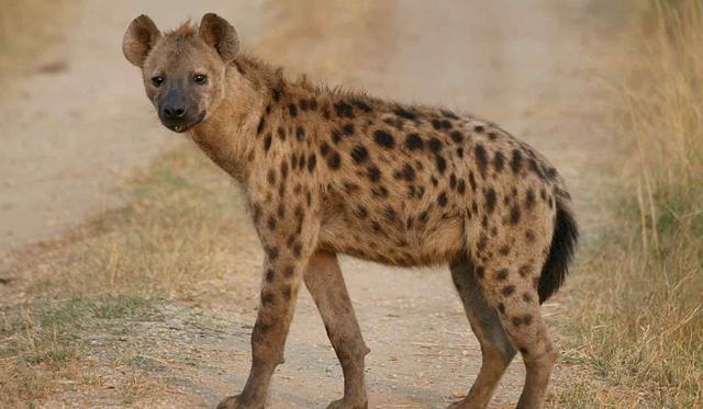 辟谣 斑鬣狗以食腐为主 错 实际上它的 表亲 才是 腾讯新闻