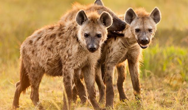 辟谣 斑鬣狗以食腐为主 错 实际上它的 表亲 才是 腾讯新闻