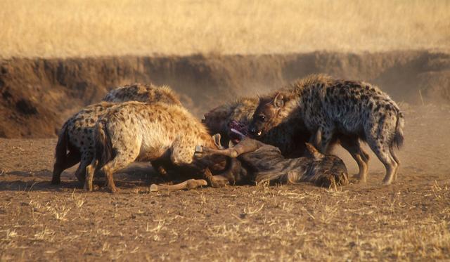 辟谣 斑鬣狗以食腐为主 错 实际上它的 表亲 才是 腾讯新闻