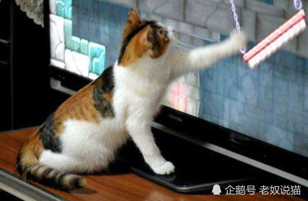 三花猫中真的只有0 1 的公猫吗 腾讯新闻