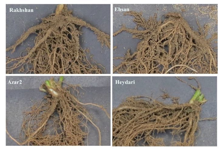 不同测试品种的苗(a)和根系生物量(b)以及苗与根系生物量的比率(c)