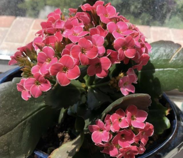 11月的吊兰长寿花喜欢2种粉末埋进盆土里长势猛