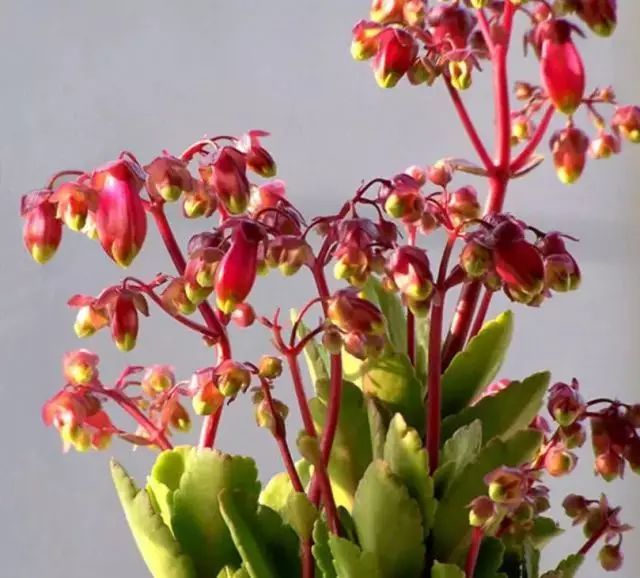 冬天养这几种花 花朵开不停 吉祥又喜庆 腾讯新闻