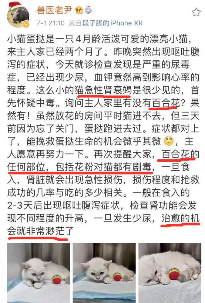 我家猫突然死了 竟然是因为舔了一口这个东西 腾讯新闻