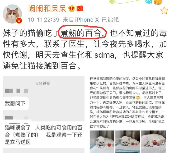 我家猫突然死了！竟然是因为舔了一口这个东西u2026u201d_腾讯新闻