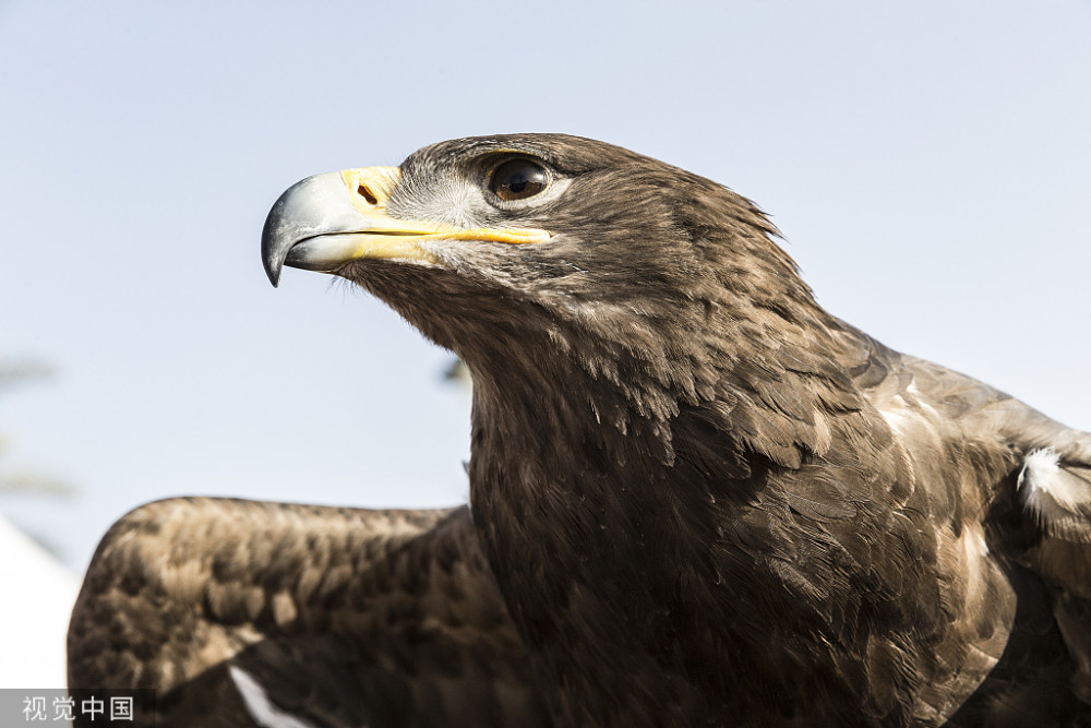 心理测验哪一只老鹰眼神最锐利看看你的感觉准不准