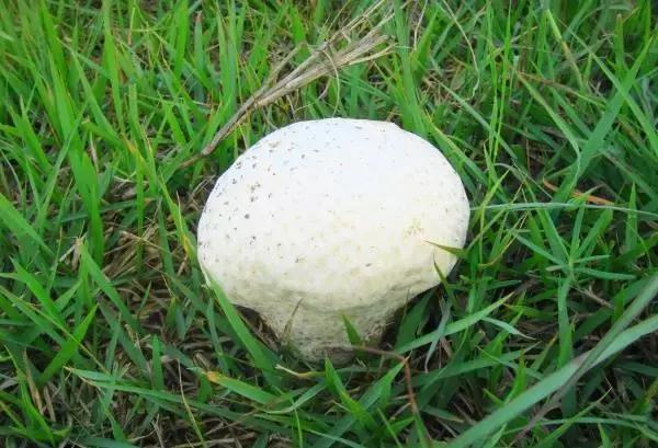 十种常见可食用蘑菇.有你曾经见过的吗?