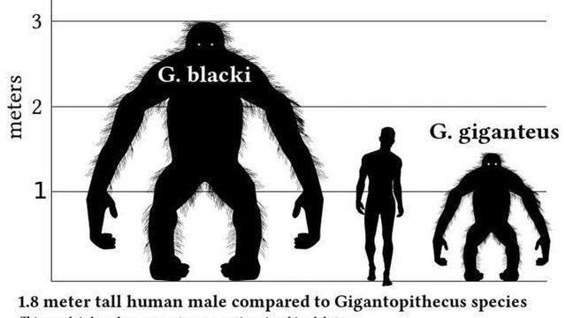 中国发现史前巨人高3米重500公斤其实与人类关系不大