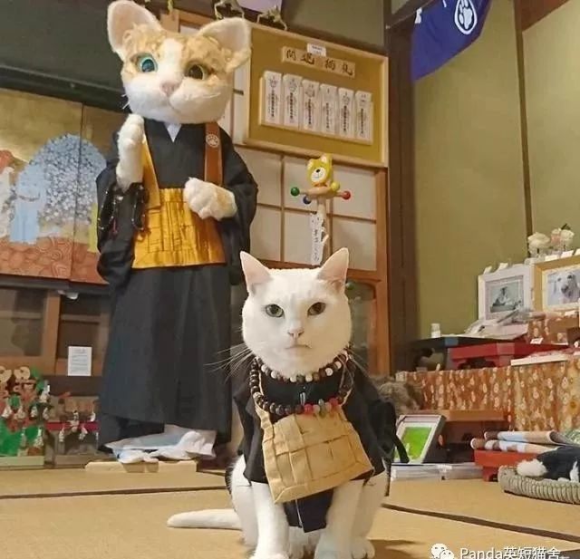 日本有个猫猫寺 里面的猫咪主持有点可爱 腾讯新闻