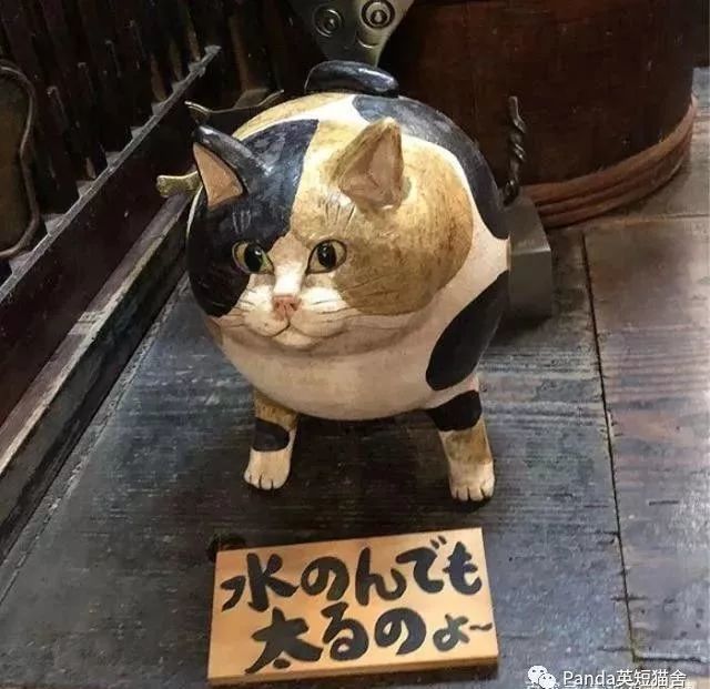 日本有个猫猫寺 里面的猫咪主持有点可爱 腾讯新闻