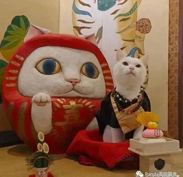 日本有个猫猫寺 里面的猫咪主持有点可爱 腾讯新闻