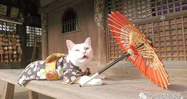 日本有个猫猫寺 里面的猫咪主持有点可爱 腾讯新闻