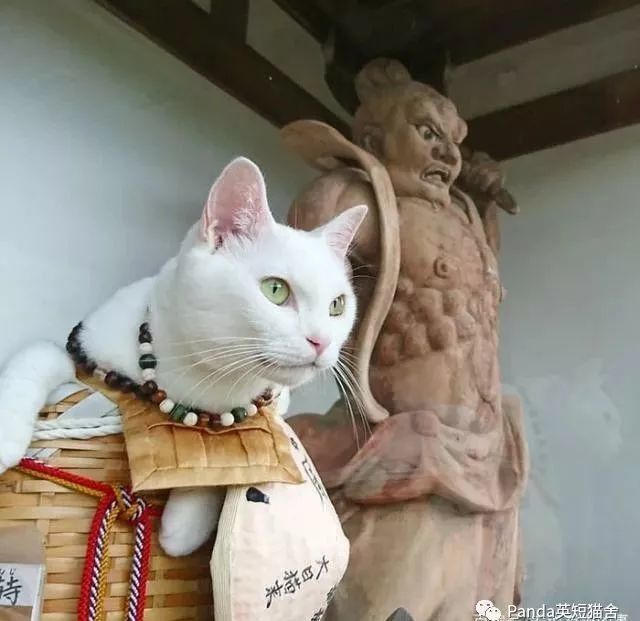 日本有个猫猫寺 里面的猫咪主持有点可爱 腾讯新闻