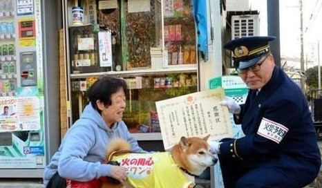 日本6岁柴犬帮主人看店卖香烟最爱吃黄瓜