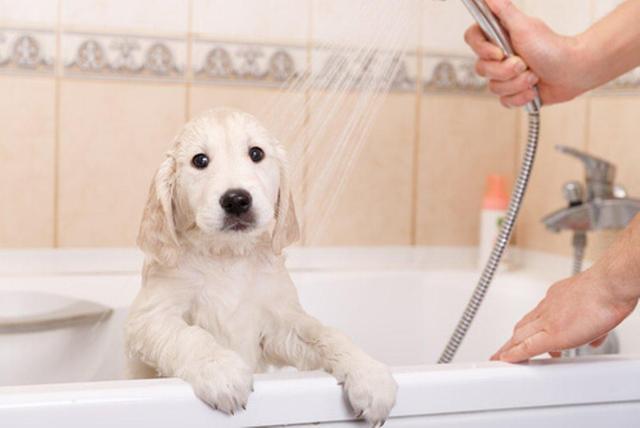 冬天这3种狗狗最好别洗澡 如果洗澡 主人注意这6点狗狗不着凉