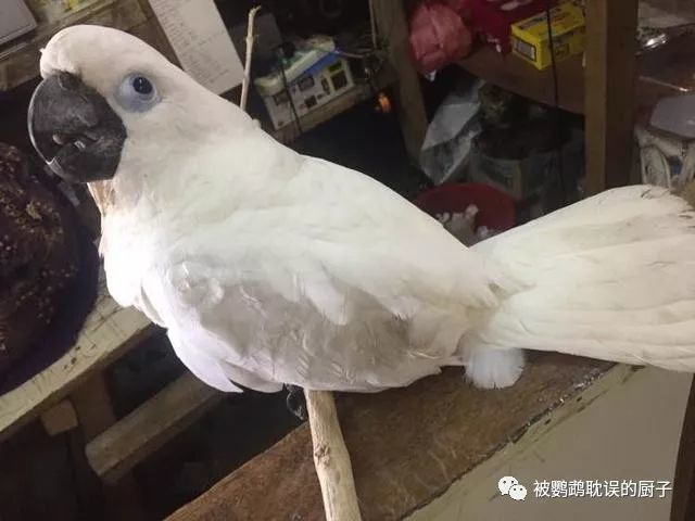 腾讯内容开放平台