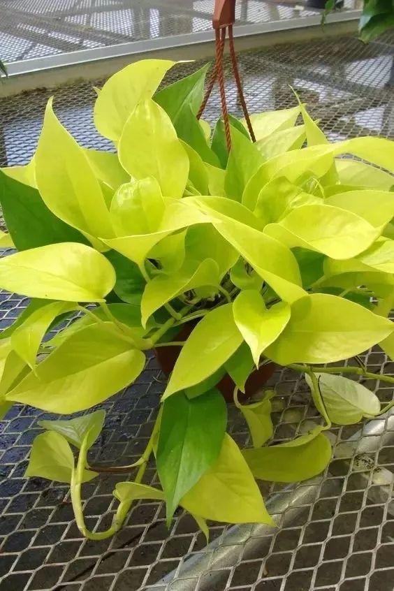叶子有着柠檬一般的黄色,这种绿萝越来越受欢迎,养护也简单