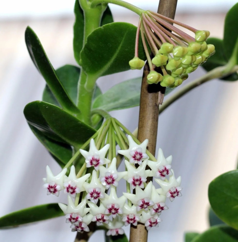 盆栽球兰养窗台边做到这几点,没啥阳光也能开花,能向上攀爬