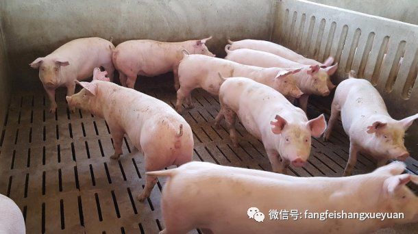 后备母猪驯化的6个关键点