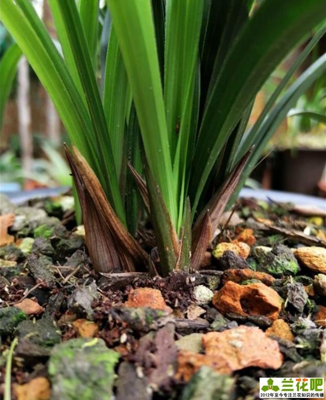 蘭花怎麼養蘭花的種植方法及栽培技巧