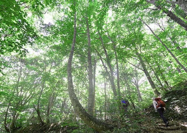 日本首个世界遗产 白神山地 健行 在原生榉木林享受森林浴 腾讯新闻