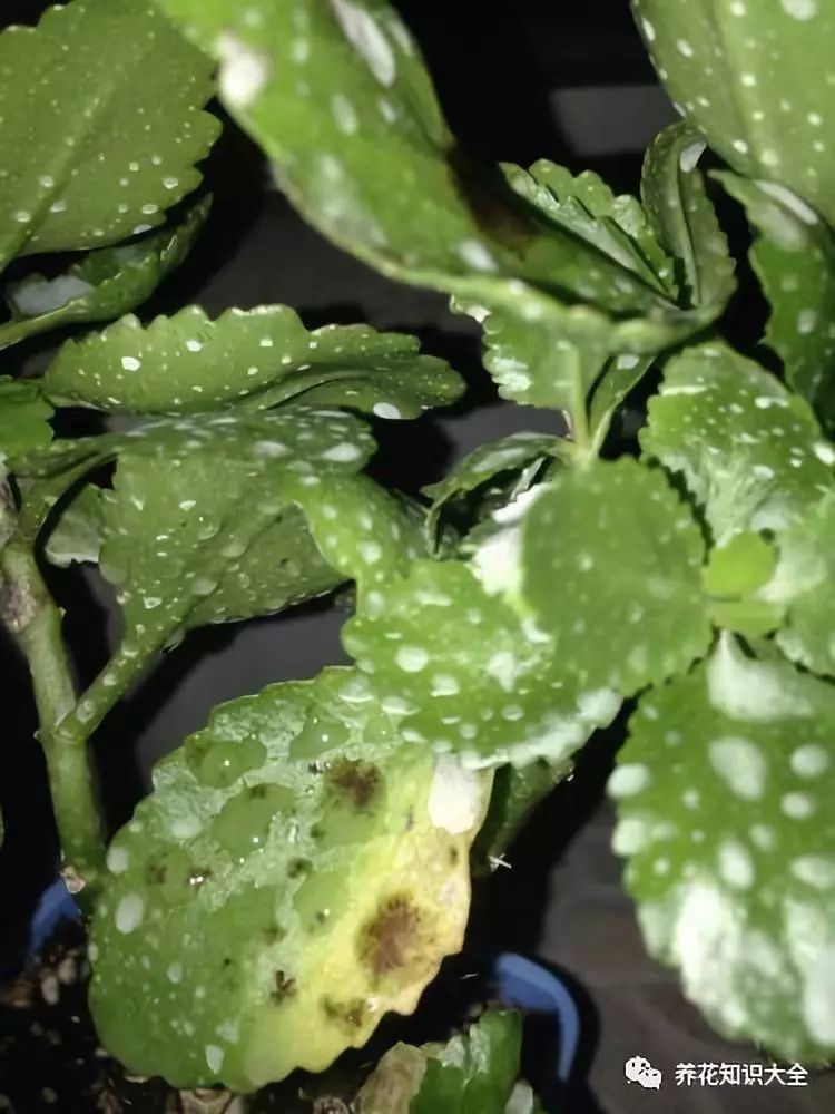 秋冬季节长寿花最怕的白粉病 你会处理吗 腾讯新闻