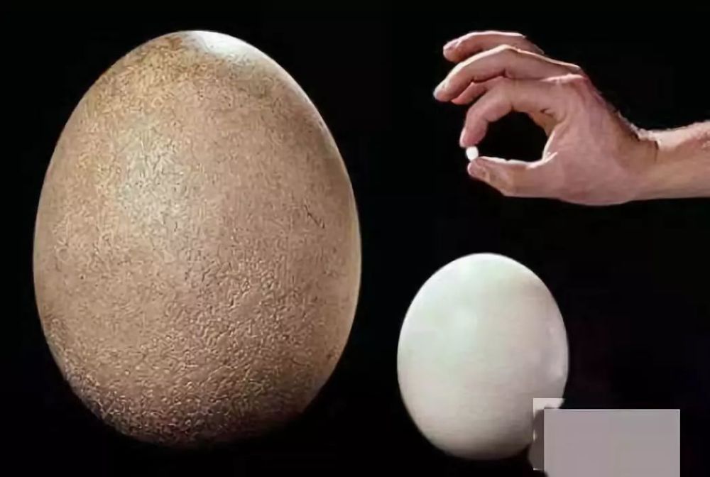 世界上最小的蛋 蜂鸟蛋,比鸡蛋小120倍 比拇指头还小