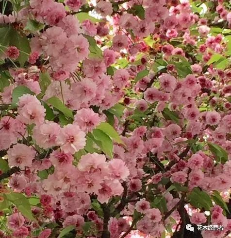 花瓣最多的樱花品种兼六园菊樱 腾讯新闻