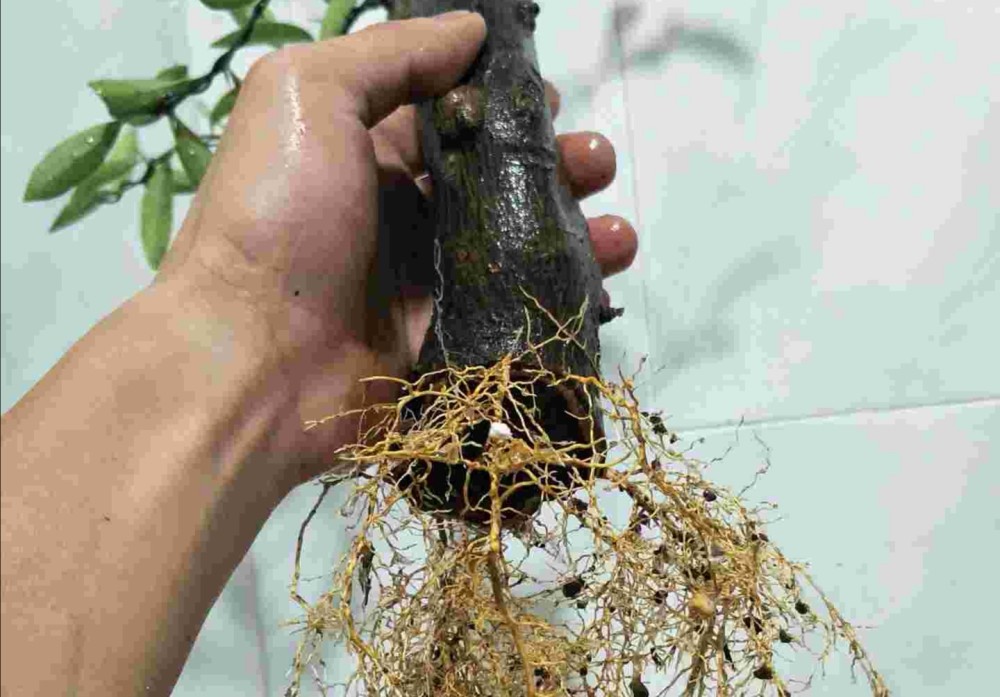 盆栽 它才是天然的生根料 阿司匹林和柳树枝水都赶不上 腾讯新闻