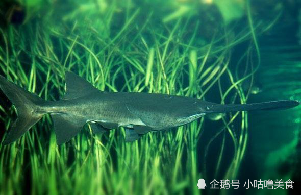 我国一级野生保护动物中华白鲟的近亲——美国匙吻鲟