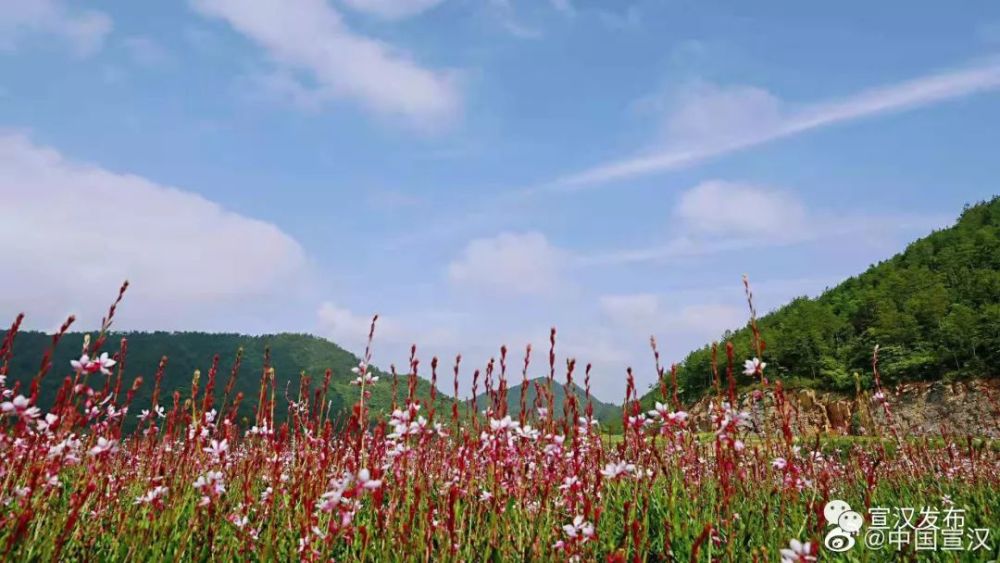 潘容芳 摄据景区工作人员说,路边的鲜花会根据季节不断变更.