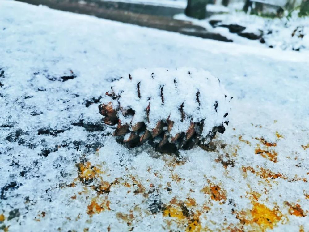 2019年入冬第一场雪，白云山秒变美颜，甭管了盘TA！