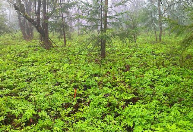 黃連作為陰地植物野生在陰暗的林間如何在林下種連呢