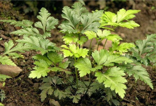 黃連作為陰地植物野生在陰暗的林間如何在林下種連呢