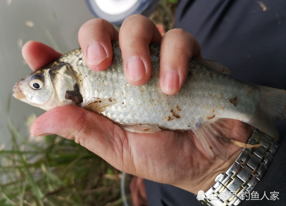 竹林河溝釣魚連竿雙飛野生鯽魚釣獲一桶10多條野生鯽魚