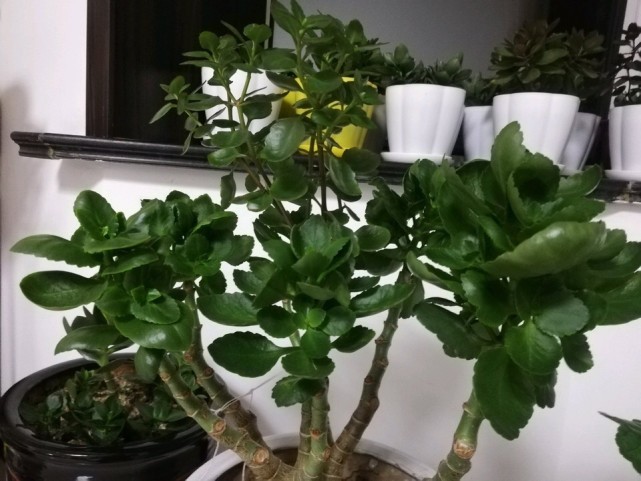 她养长寿花"用1招",长成"大花树",主干胳膊粗,开出5色花