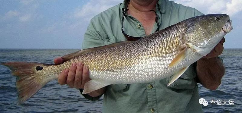 美国红鱼:你的尾巴怎么有一点黑!