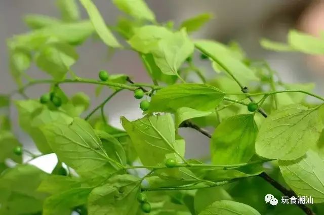 朴叶青青朴粿情