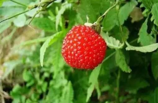 这才是东北人眼中的"贵族"水果,记忆深处的东北味道