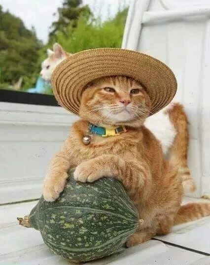 戴帽子的猫咪