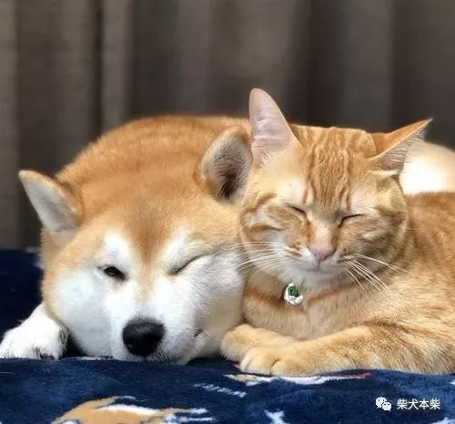 让柴犬和猫咪和谐共处的正确方法