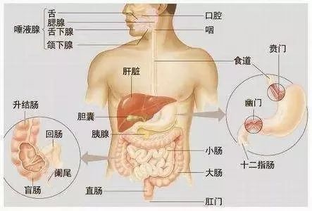 说好的胃病怎么变成胆结石了 这是怎么回事呢 腾讯新闻