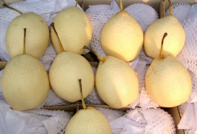 中期皇冠梨要来了,鸭梨节节攀升,见好就收要趁早