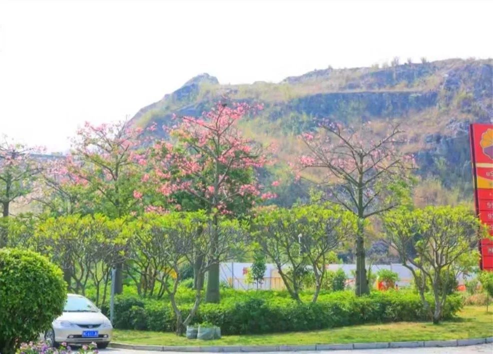 珠海夢幻粉色花海,這些地方能看!錯過再等一年