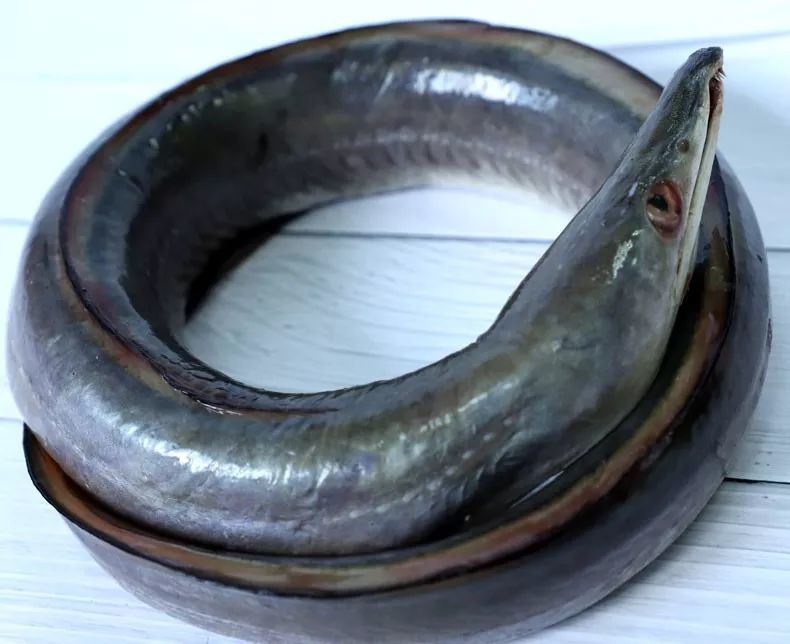 为什么淡水鳗比海鳗好吃?