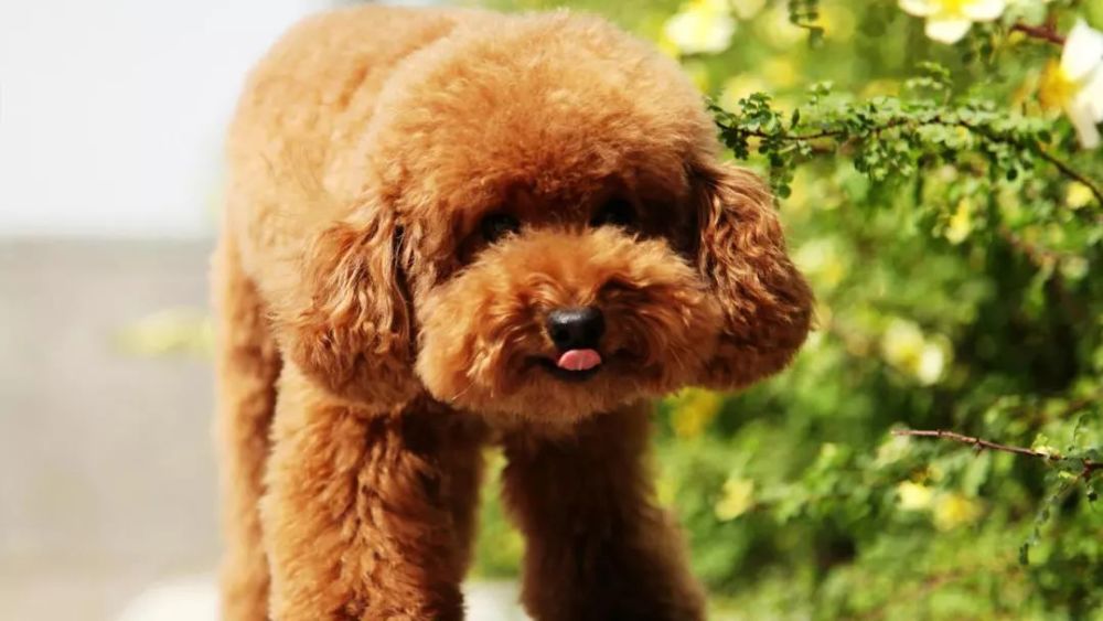 科学证实 犬猫都会做梦 腾讯新闻