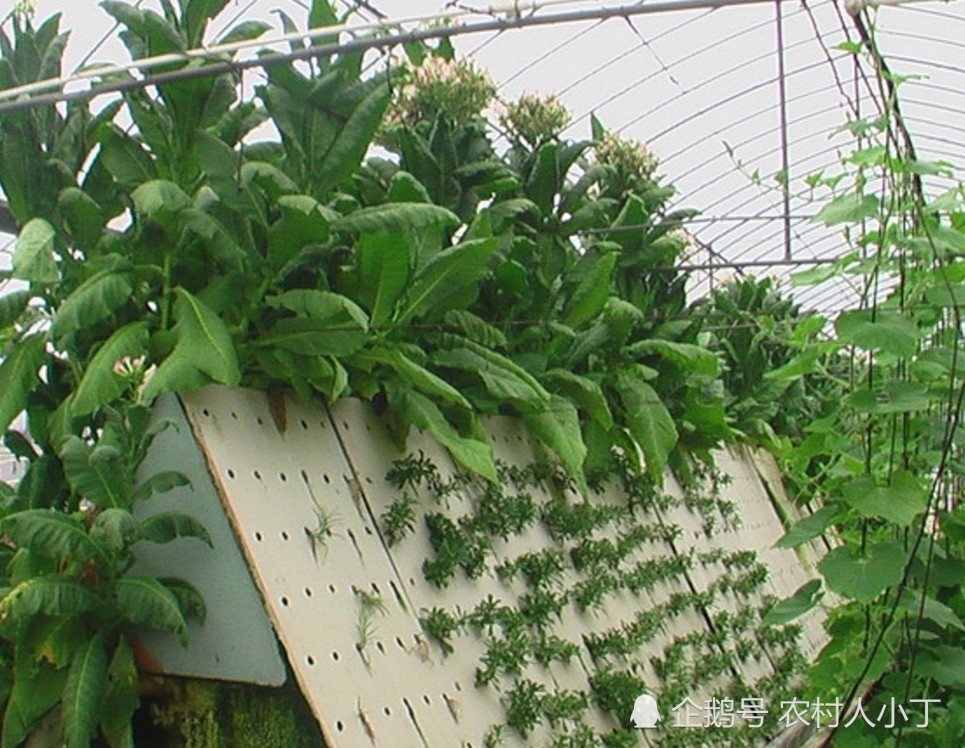 无土栽培之气雾栽培的这些局限性 你知道吗 腾讯新闻