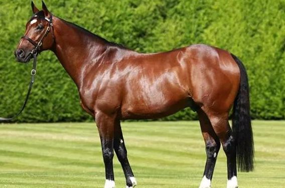 世界马王"范高尔"一滴精子价值百万金|伽利略|monte|欧洲_体育|配种