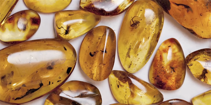 史前 真龙血 琥珀被拍卖里面居然有一只恐龙时代的有翼生物 腾讯新闻