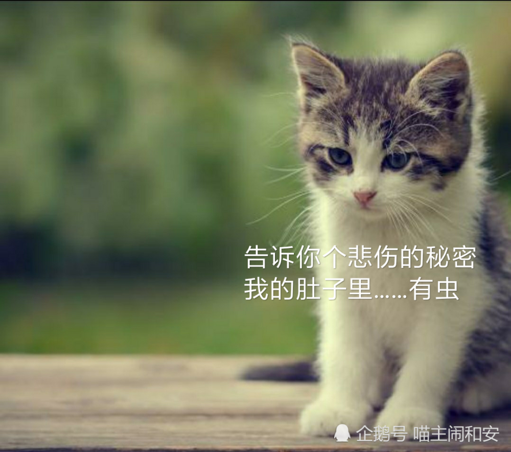 辟谣：猫咪贫血是因为营养不良！极有可能是体内钩虫惹的祸_腾讯新闻